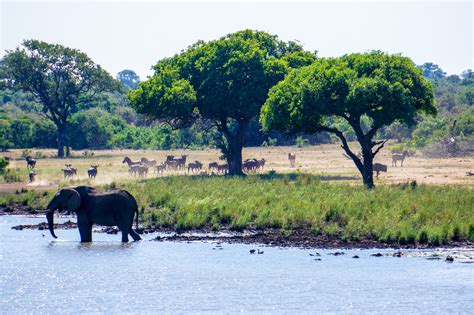 Guide to Game Driving in Kruger National Park, South Africa