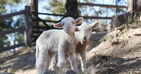 Farm Animal Rescue - Animal Sanctuary|Queensland