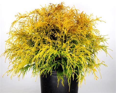 Gold Mop Cypress – Guardado Garden Center