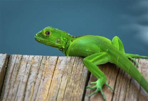 Iguana Baby Dockside Photograph by Debra Kewley - Pixels