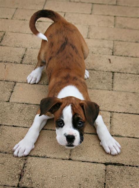 12 Things You Do That Are Unintentionally Breaking Your Boxer Dog’s Heart