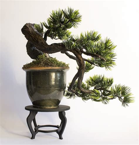 Ideal Species for Cascade Bonsai - Bonsai Tree Gardener