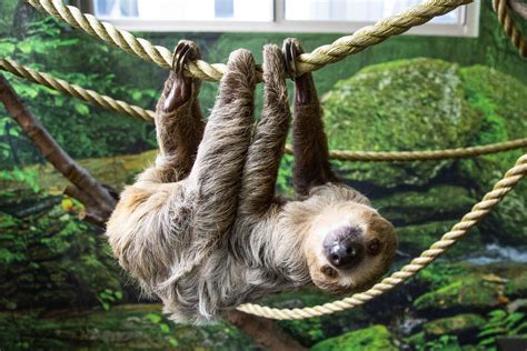 Meet sloths in the US with this guide