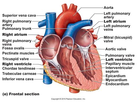 pictures with parts labeled - Google Search | Heart diagram, Human ...