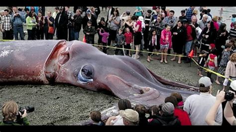 Interesting Facts about Giant squid - YouTube