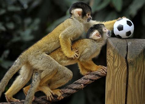 Cute monkeys playing soccer/football (4 pics) | Amazing Creatures