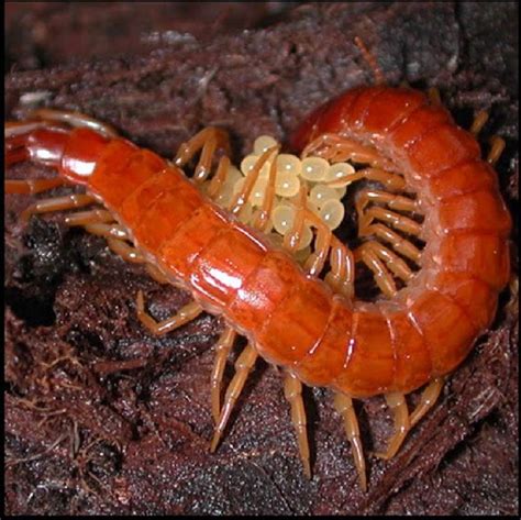 What is an Arthropod - Characteristics and examples of arthropods - Ency123