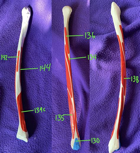 fibula Diagram | Quizlet