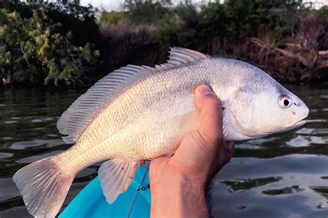 How To Fillet A Freshwater Drum - Recipes.net