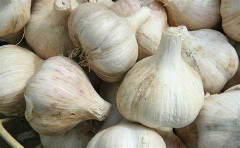 Watch: What Causes Garlic Breath? | Science | AAAS