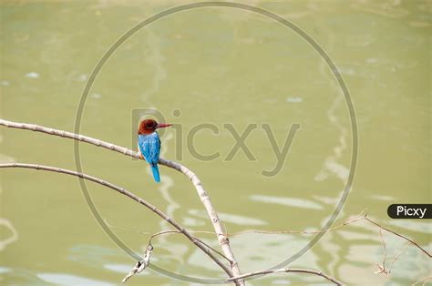 Image of Kingfishers Or Alcedinidae Are A Family Of Small To Medium ...