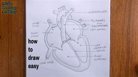 how to draw human heart diagram easy/human heart drawing - YouTube