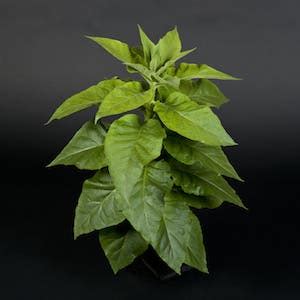 Tobacco plants borrowing bacteria genes achieve more efficient ...