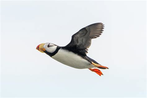 Horned Puffin in Flight Photograph by Mark Hunter - Fine Art America