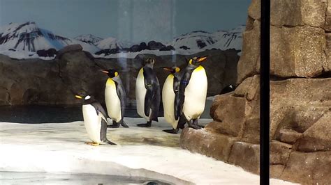 Some of the penguins from the new penguin exhibit at the Kansas City ...