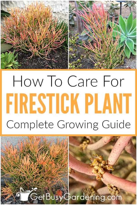 Firestick Plant Care: How To Grow Euphorbia tirucalli - Get Busy Gardening