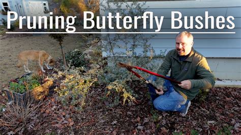 Pruning Butterfly Bushes - YouTube