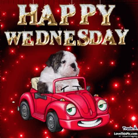 Happy Wednesday Dog GIF - HappyWednesday Dog Cute - Discover & Share GIFs