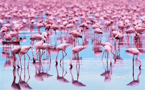 Sea of Flamingos | Pink flamingos, Flamingo, Cute animals