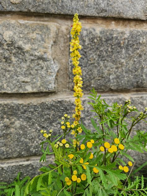 Mullein💛 : r/flowers