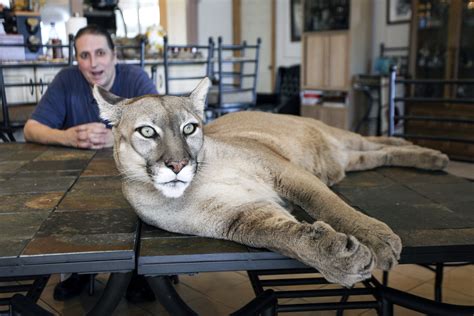 Florida man gets cozy with his pet cougar