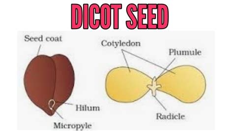 Structure Of Dicot Seed