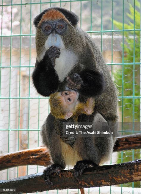 De Brazza's Monkey holds her baby at Fukuchiyama Zoo on April 10 ...