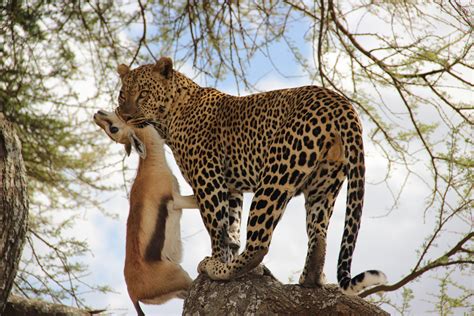 Leopard, Serengeti National Park, Tanzania | African animals, Animals