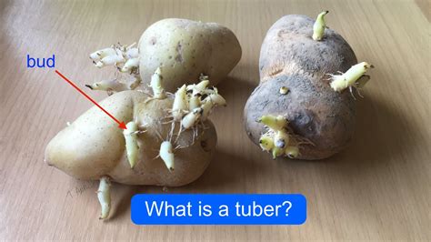 STEM TUBERS | Tuber | Modified Stem | What is a tuber? | Potato tuber ...