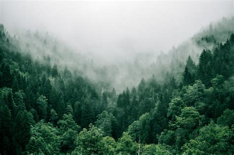 Forest Photography: How to Capture the Majesty of Trees | Skillshare Blog