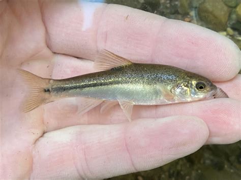 Species #181 — Longfin Dace – CaughtOvgard