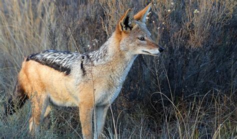 Jackal – Spirit Animal, Symbolism and Meaning