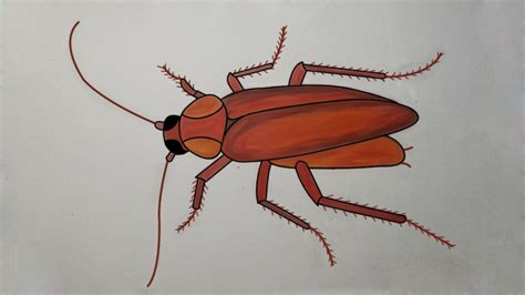 how to draw a cockroach | how to draw a cockroach step by step | easy ...