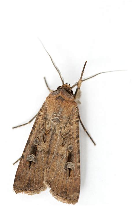 Bogong moths first insect known to use magnet | EurekAlert!