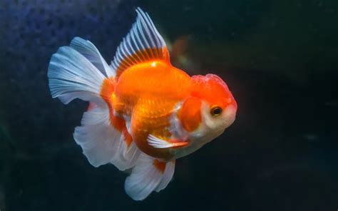 Oranda Goldfish Care: Complete Guide for Beginners - AquariumNexus