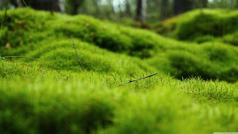 Desktop Wallpaper 4k Green Nature Arboles Hijau Arbol Daun - Wallpaper 4K