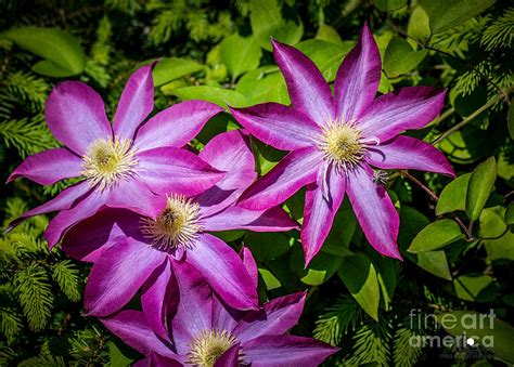 Purple Star Flower Photograph by Grace Grogan - Fine Art America