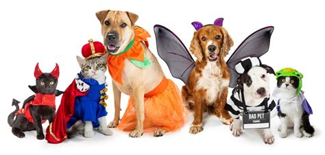 25 Adorable Pet Halloween Costumes for Your Favorite Dog or Cat | My ...