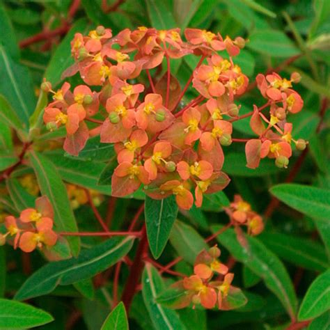 Euphorbia - Fine Gardening