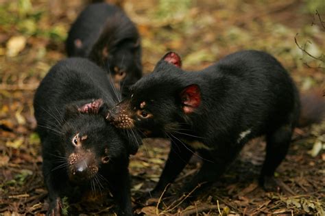 Tasmanian Devils are learning to live with the cancer that was pushing ...