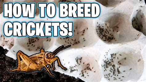 How to Breed Crickets! - YouTube