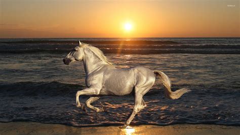 White horse running on the beach wallpaper - Animal wallpapers - #54189