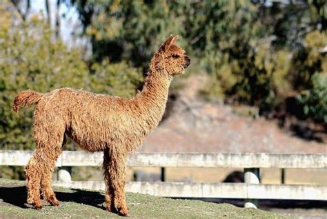 5 Different Types of Llamas (Information and Facts) | Earth Eclipse