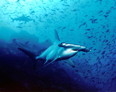 File:Hammerhead shark, Cocos Island, Costa Rica.jpg