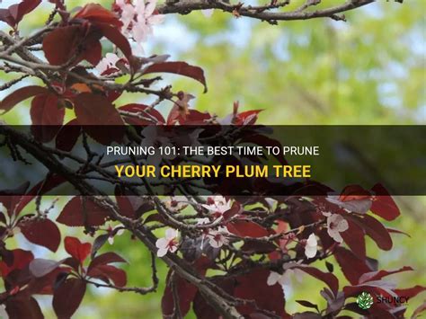 Pruning 101: The Best Time To Prune Your Cherry Plum Tree | ShunCy