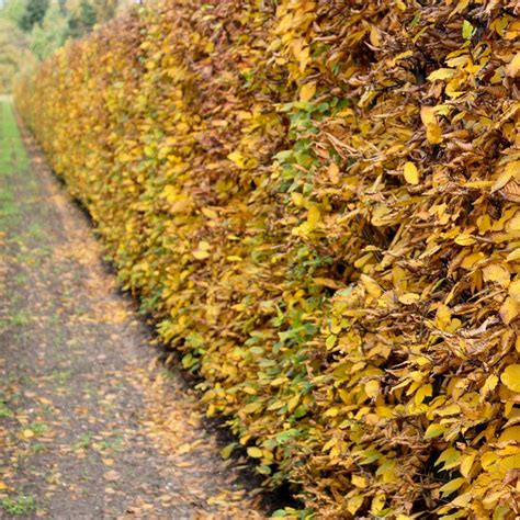 Bare Root Hornbeam Hedging – Glenmore Hedging