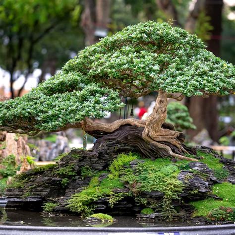 The Ultimate Guide to Bonsai Trees for the Bonsai-Curious