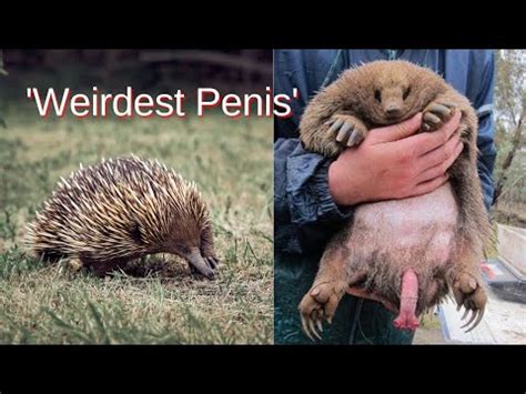 Echidna's Male Organ has Four Heads - YouTube