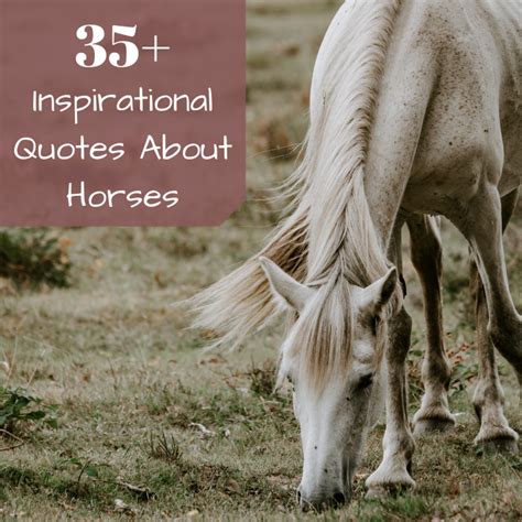 Inspirational Horse Quotes From Famous Historical Equestrians - PetHelpful