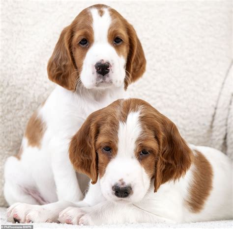 The Kennel Club: The litter of 10 Irish Red and White Setters bringing ...